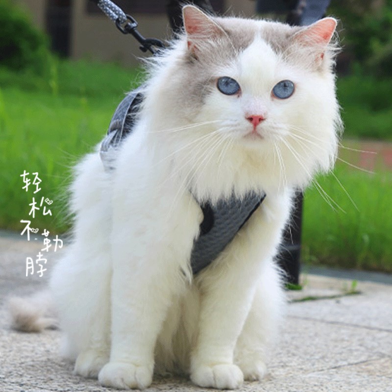 猫咪牵引绳胸抱婴袋背心式家用宠物专用防挣脱溜猫神器绳子栓猫链