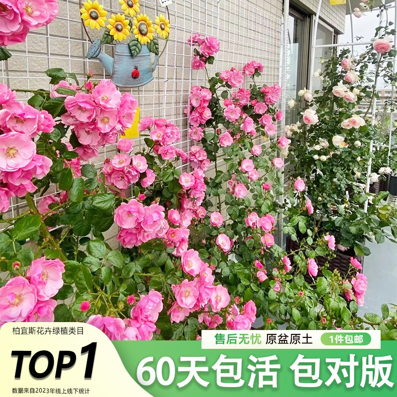 速发安蔷拉月季花苗灌木爬滕吉薇四季开花庭院台浓香型花卉盆好栽