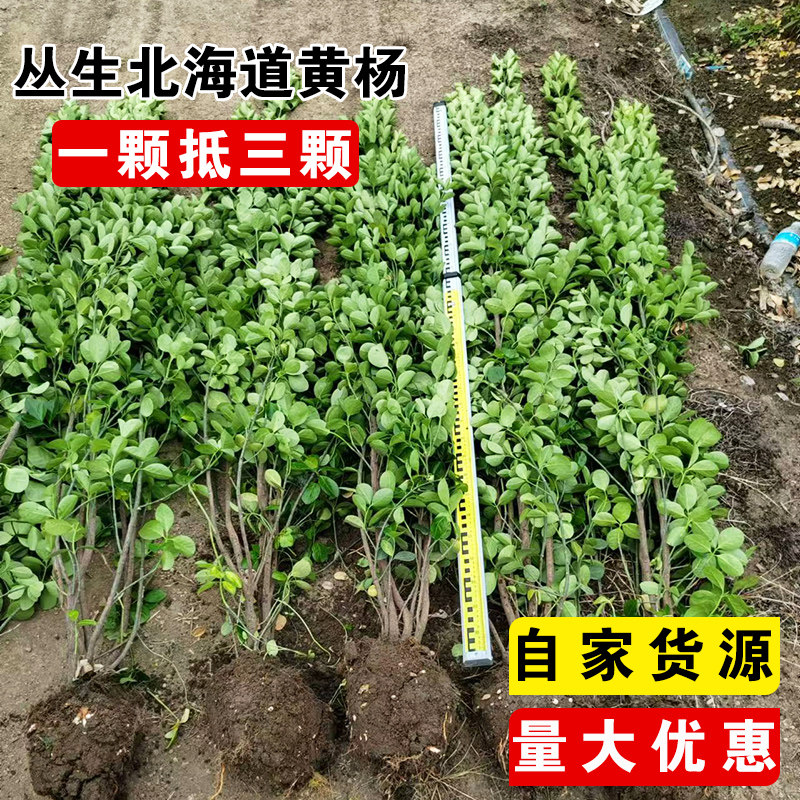 速发丛生北海道冬青大叶黄杨柱篱笆苗四季常围不落用适叶庭院青墙