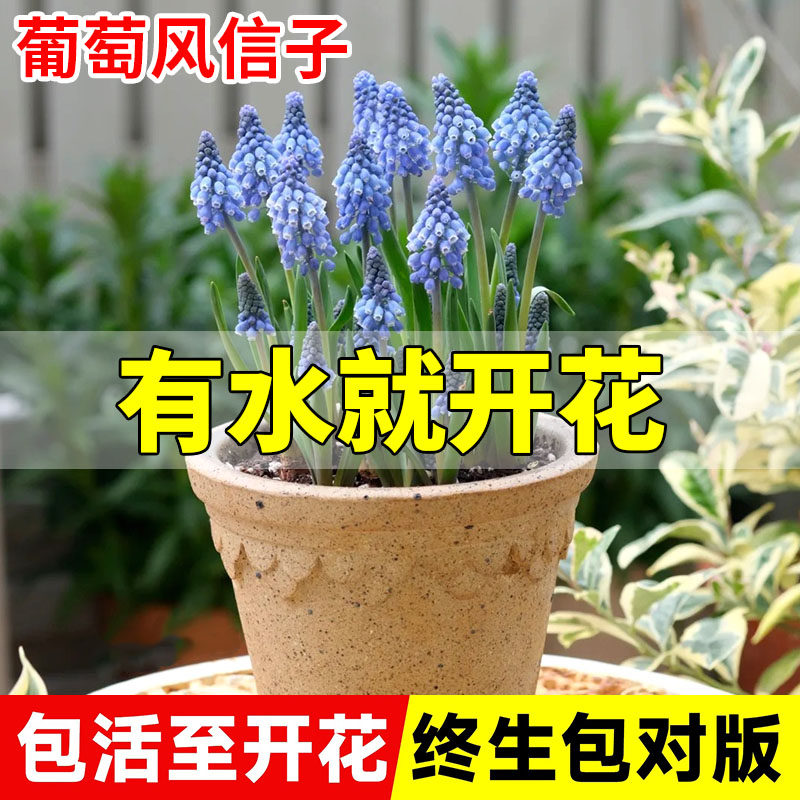 速发葡萄风信子种球植培水培信物盆栽亚美尼亚室内绿植风土子水养