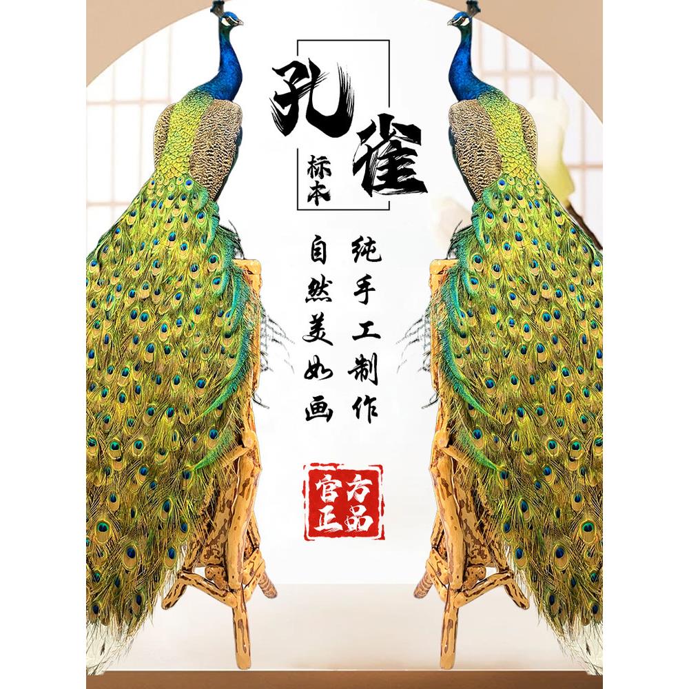 孔雀摆件玄关摆件 真羽毛客厅婚庆会所拍摄道具教学装饰工艺品
