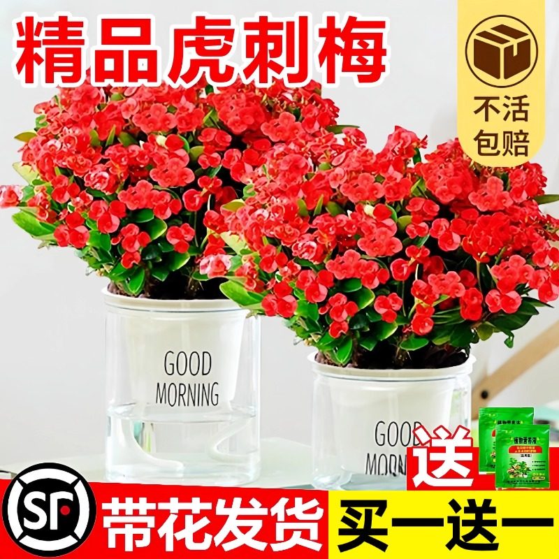 速发虎刺梅铁海棠盆栽大室大花叶内好养绿植怕不物晒不怕冻的花卉