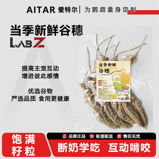 鹦鹉天然新谷穗 8根装带壳黄谷子小米饲料断奶学吃鸟粮鸟食鸟零食