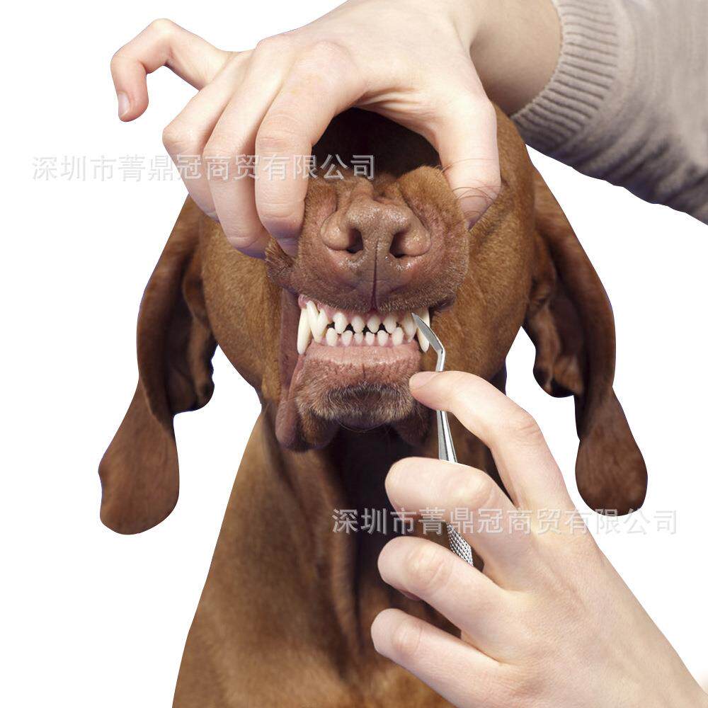 宠物口腔清洁牙结石工具猫咪狗狗除牙垢牙渍洁牙器洁齿钩子洁齿器