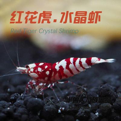 纯血太极红花虎水晶虾基因稳定淡水观赏虾100%包损冬夏正常发货