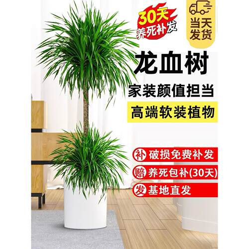 龙血树客厅绿植多头龙须树龙铁树客厅绿植室内大型两层龙血树盆栽