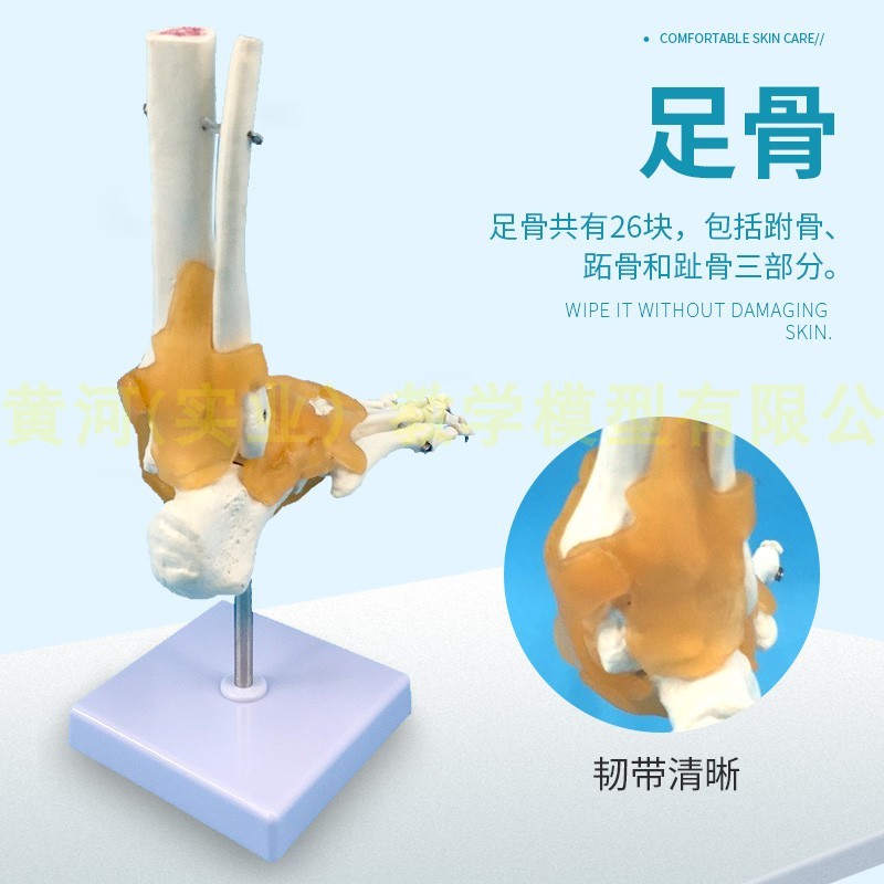 新品一比一脚掌骨  自然大脚关节模型带韧带人体足部骨骼解剖模型