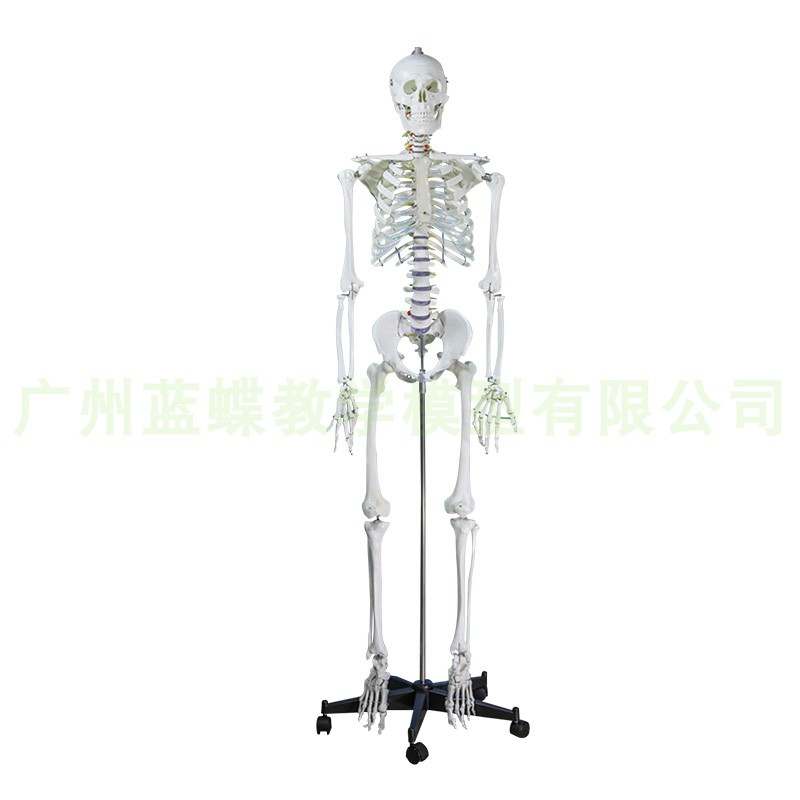 新品170CM人体骨骼模型180CM标准医艺用大骨骼模型 纯白色骨架模