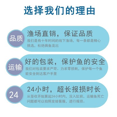 红绿灯鱼大号宝莲灯鱼钻石灯鱼小型热带鱼淡水灯科鱼苗彩色观赏鱼