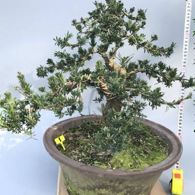 好货优质中型树桩米叶罗汉松盆景一物一拍老桩矮霸庭院阳台罗汉松