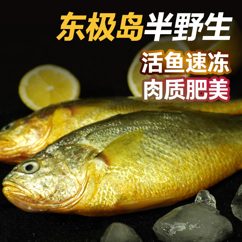 半野生大黄鱼新鲜生态深海鲜活冷冻水产东海特大黄花鱼没有泥腥味
