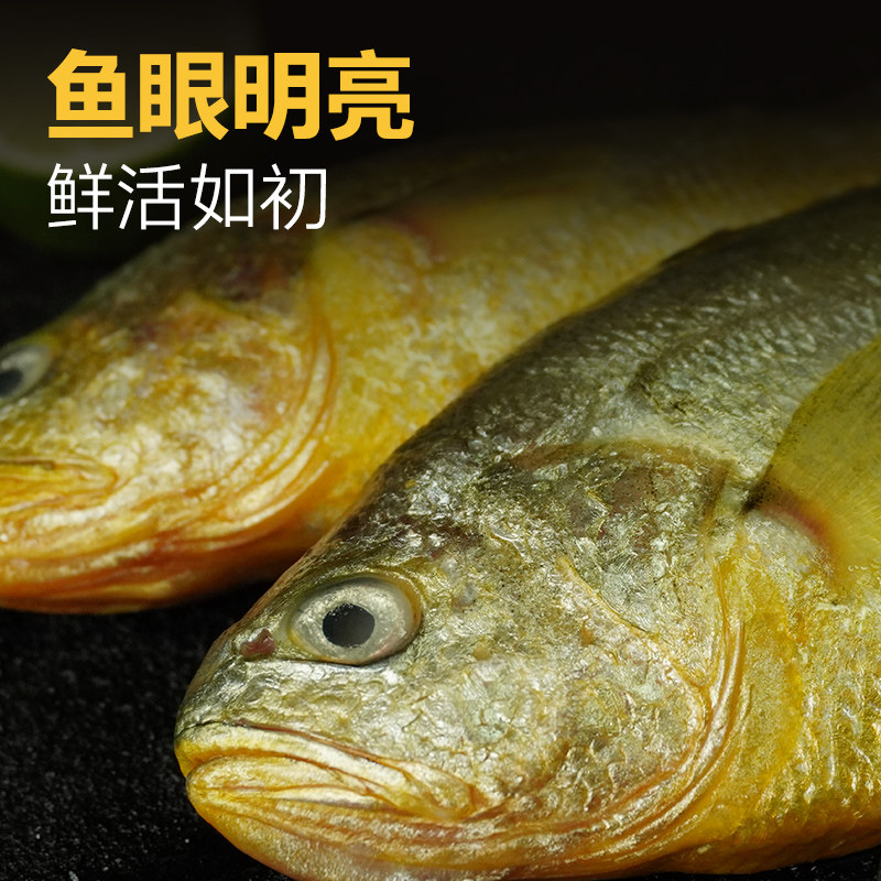 半野生大黄鱼新鲜生态深海鲜活冷冻水产黄花鱼没有泥腥味顺丰快递