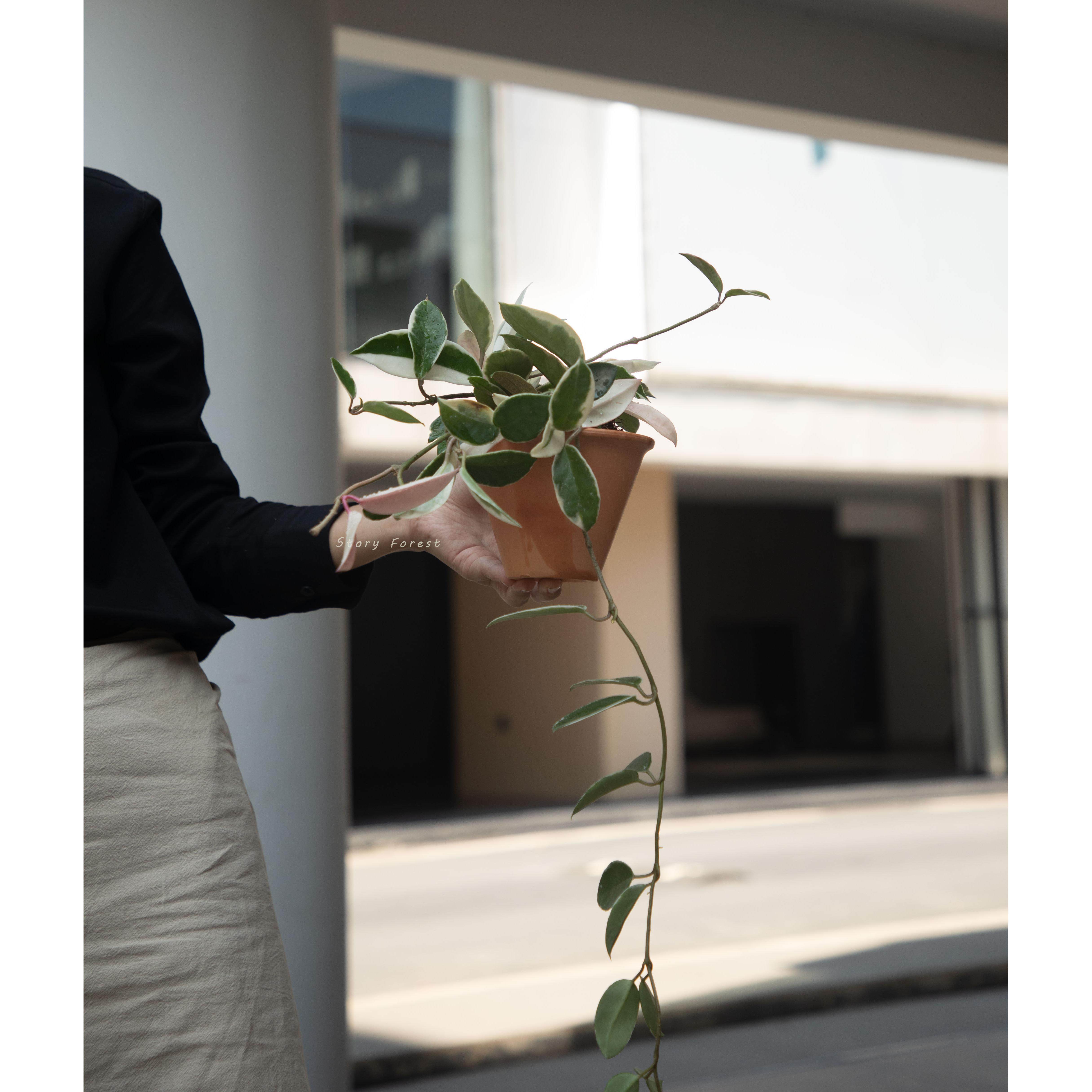 故事森林 三色球兰花盆栽开花植物办公桌面盆景爬藤花卉观叶绿植,鲜花速递/花卉仿真/绿植园艺,国兰/杂交兰/洋兰类,淘宝优惠券,粉丝福利购,淘宝优惠卷