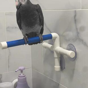 金刚葵花中大型鹦鹉玻璃洗澡清洁大吸力坚固吸盘站架站台休息台