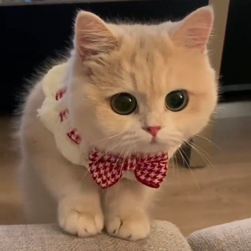 猫咪围脖领结口水巾针织围领宠物项圈围兜装饰品狗狗围嘴可爱拍照,宠物/宠物食品及用品,围巾/口水巾,淘宝优惠券,粉丝福利购,淘宝优惠卷