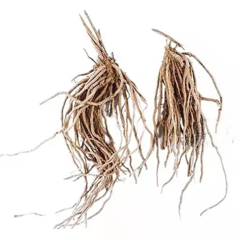 芦笋苗根苗绿色紫色芦笋种苗四季种植蔬菜苗特色阳台盆栽芦笋绿植