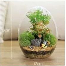 蛋型台藓微景观生态瓶多肉植物玻璃瓶DIY创意礼品摆件