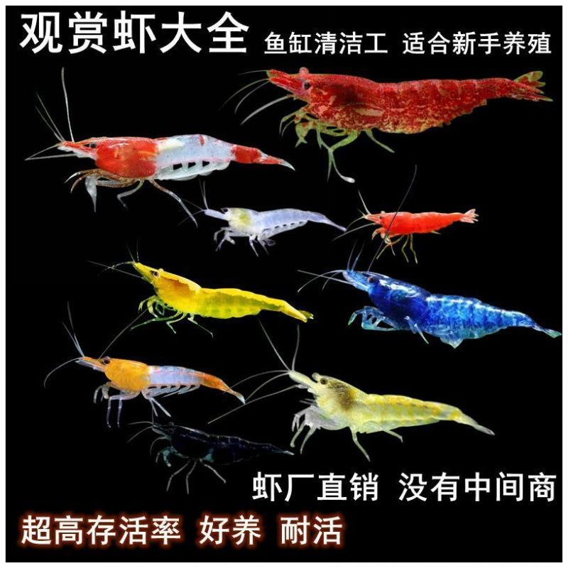 观赏虾大号淡水耐活小型观赏鱼混养虾除藻黑壳虾新手观赏虾厂家