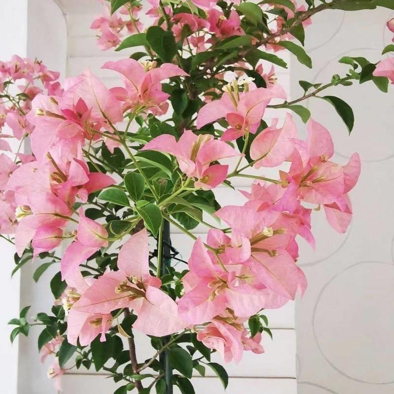 三角梅盆栽带花单瓣三角梅苗勤花爬藤桩室内花卉植物四季开花