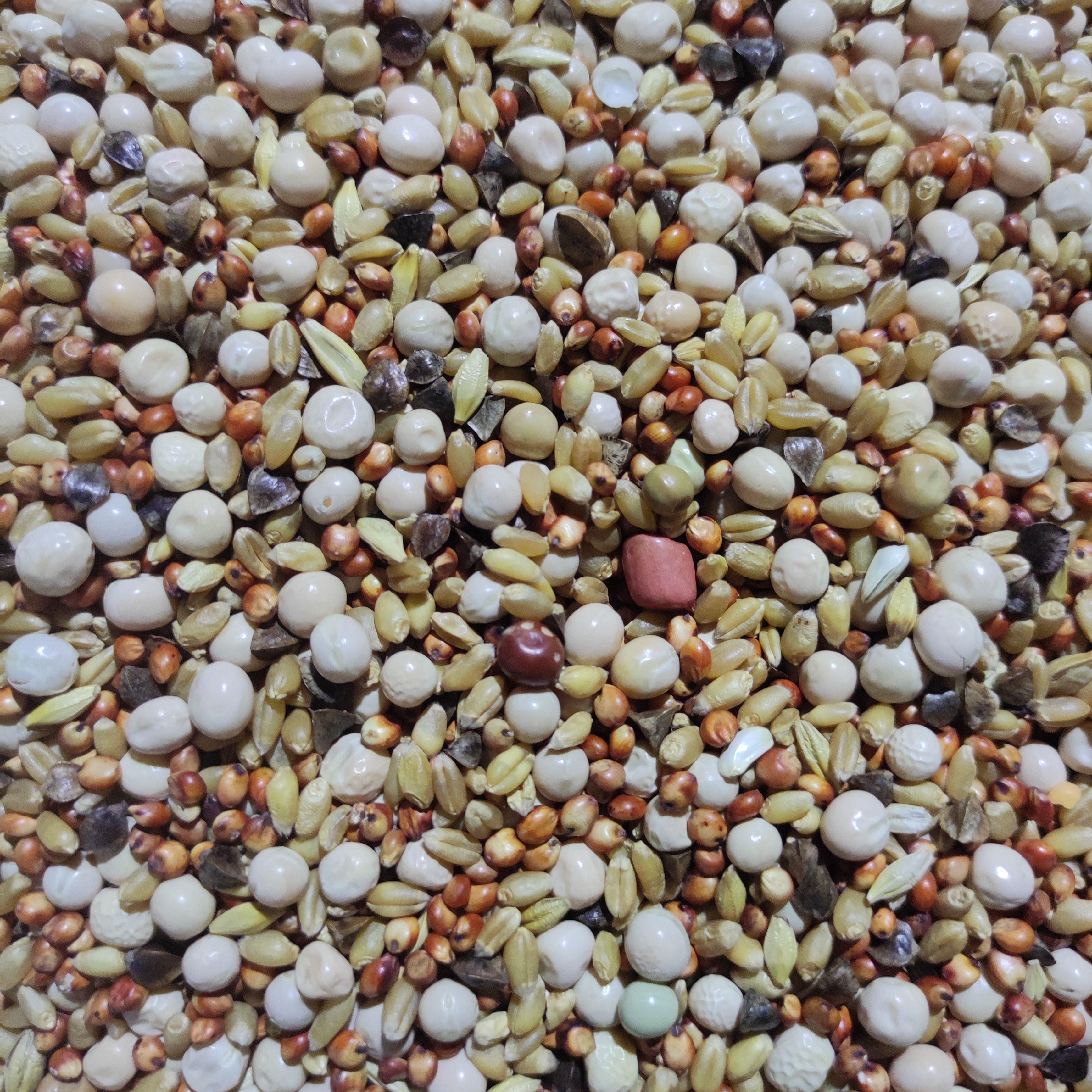 粮良德易无玉米幼鸽粮信鸽子粮食元宝鸽鸟食肉鸽料50斤包邮