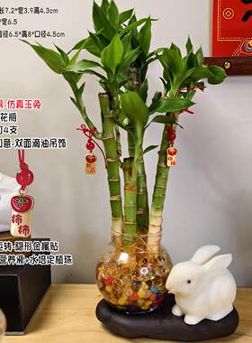 水养富贵竹客厅门店优质风水富贵竹文昌竹水培兔子花瓶富贵竹