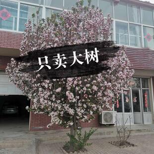 海棠树苗西府垂丝北美海棠苗绚丽海棠大树阳台庭院绿化大型风景树