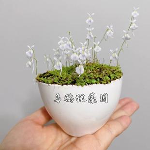 小白兔狸藻-Utricularia sandersonii（纯种小白兔非小蓝兔）