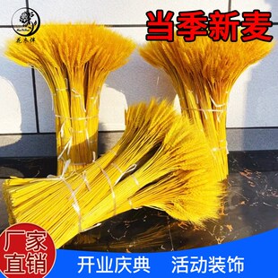 速发麦金麦穗干花大麦插花开业花摆材料田园装饰金黄色黄穗篮件花