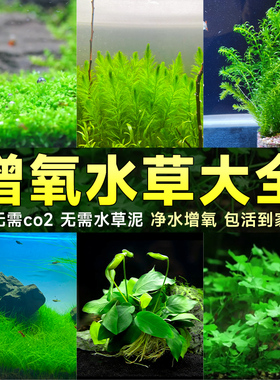 速发【套缸专用】增氧水草植物造氧净化水质鱼缸水草植物真草造景
