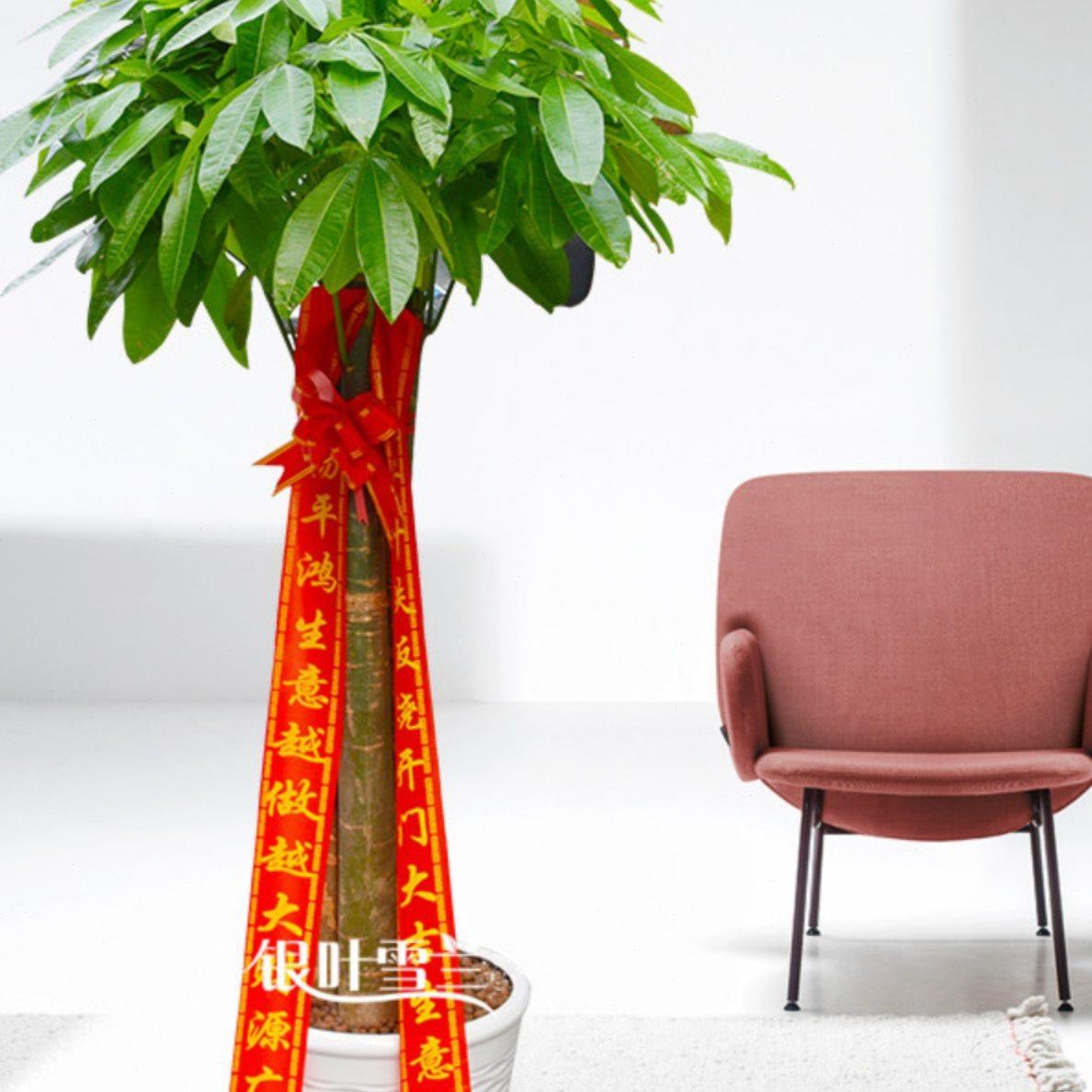 大型三杆发财树绿植盆栽开业乔迁花卉办公室客厅植物湖州嘉兴送货