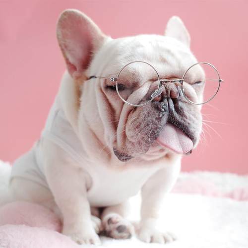 宠物太阳眼镜 装饰墨镜 圆形师爷眼镜 法斗眼镜 雪纳瑞墨镜