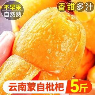 顺丰礼盒正宗云南蒙自枇杷鲜果特大应季琵琶新鲜水果包邮现摘纯甜