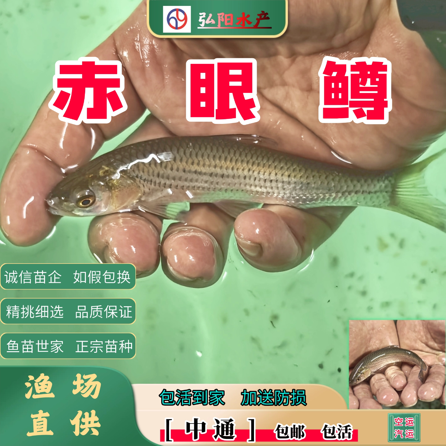 赤眼鳟鱼苗3-18厘米正宗包邮