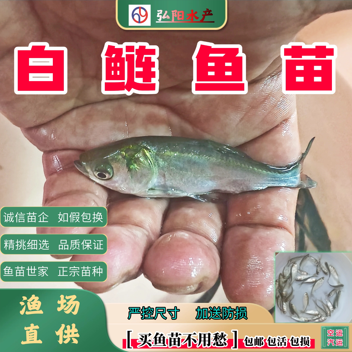 白鲢鱼苗2-20厘米观赏鱼