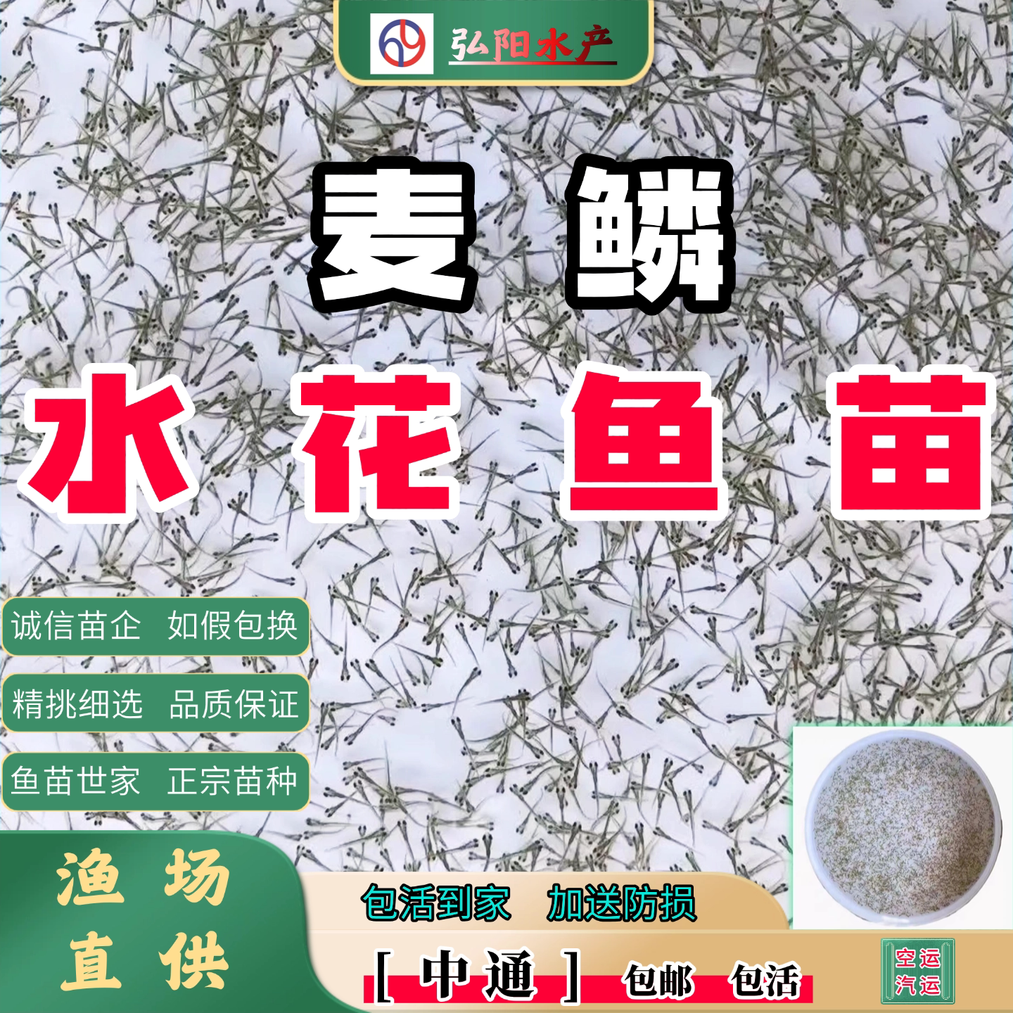 麦鲮水花鱼苗2毫米包活包邮