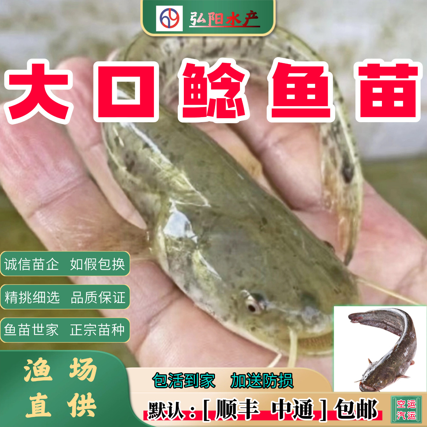 大口鲶鱼苗2-20厘米耐活送损
