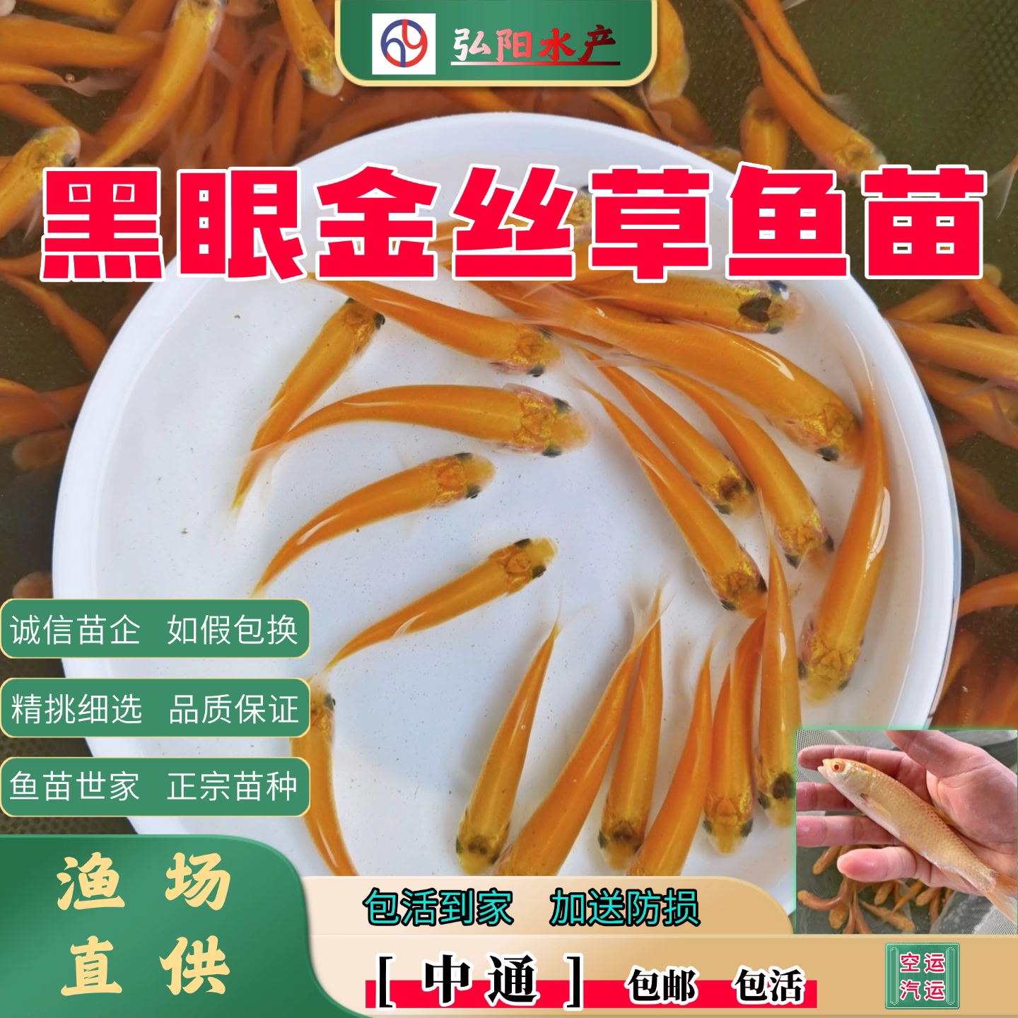 金丝草鱼苗  黄金鲩 金丝鲩 俄罗斯金丝草 观赏鱼 食用 淡水鱼苗