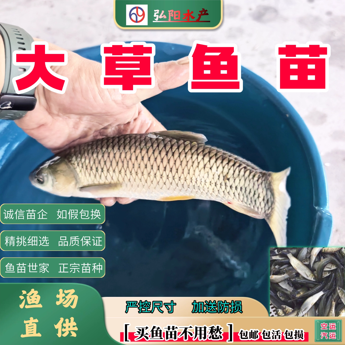 正宗草鱼苗2-30厘米包活送损