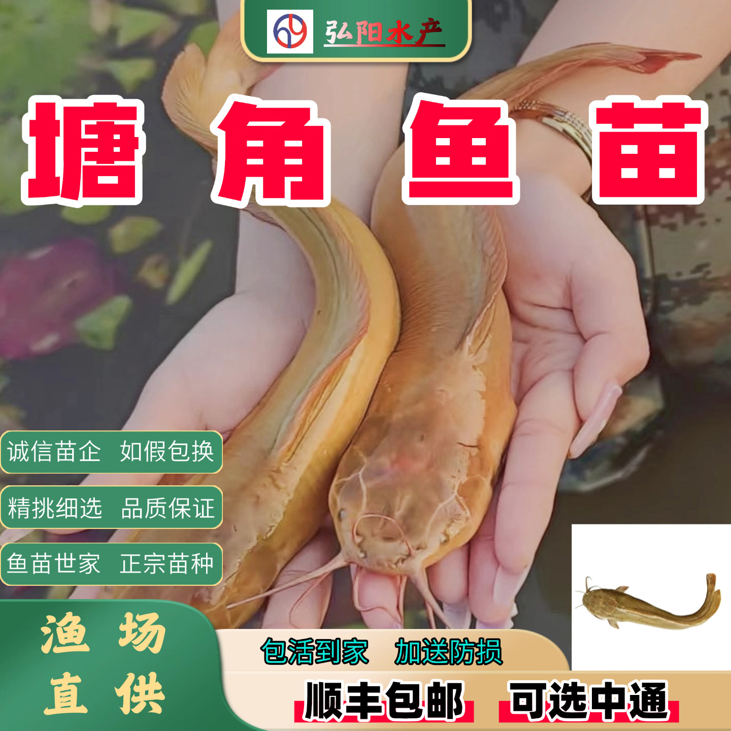 塘角鱼苗4-12厘米包活送损