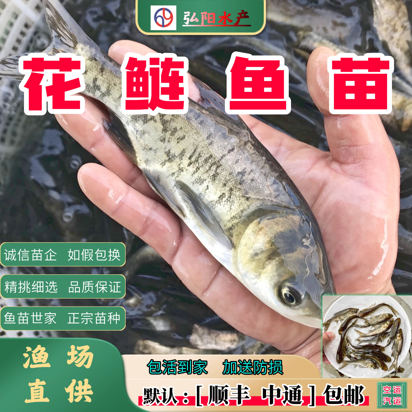 花鲢鱼苗 大头鱼 胖头鱼  鳙鱼苗 雄鱼 淡水鱼苗 大号 麻鲢 观赏,宠物/宠物食品及用品,鱼,淘宝优惠券,粉丝福利购,淘宝优惠卷