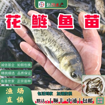 花鲢鱼苗2-30厘米雄鱼大头