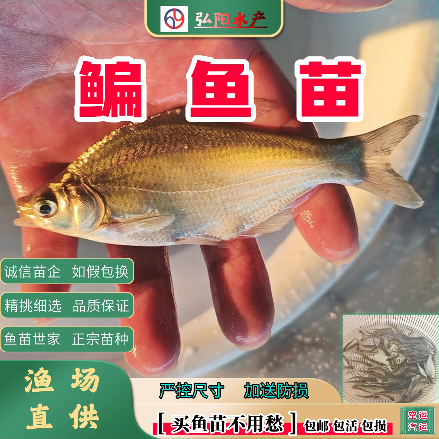 武昌鱼苗2-13厘米包活送损