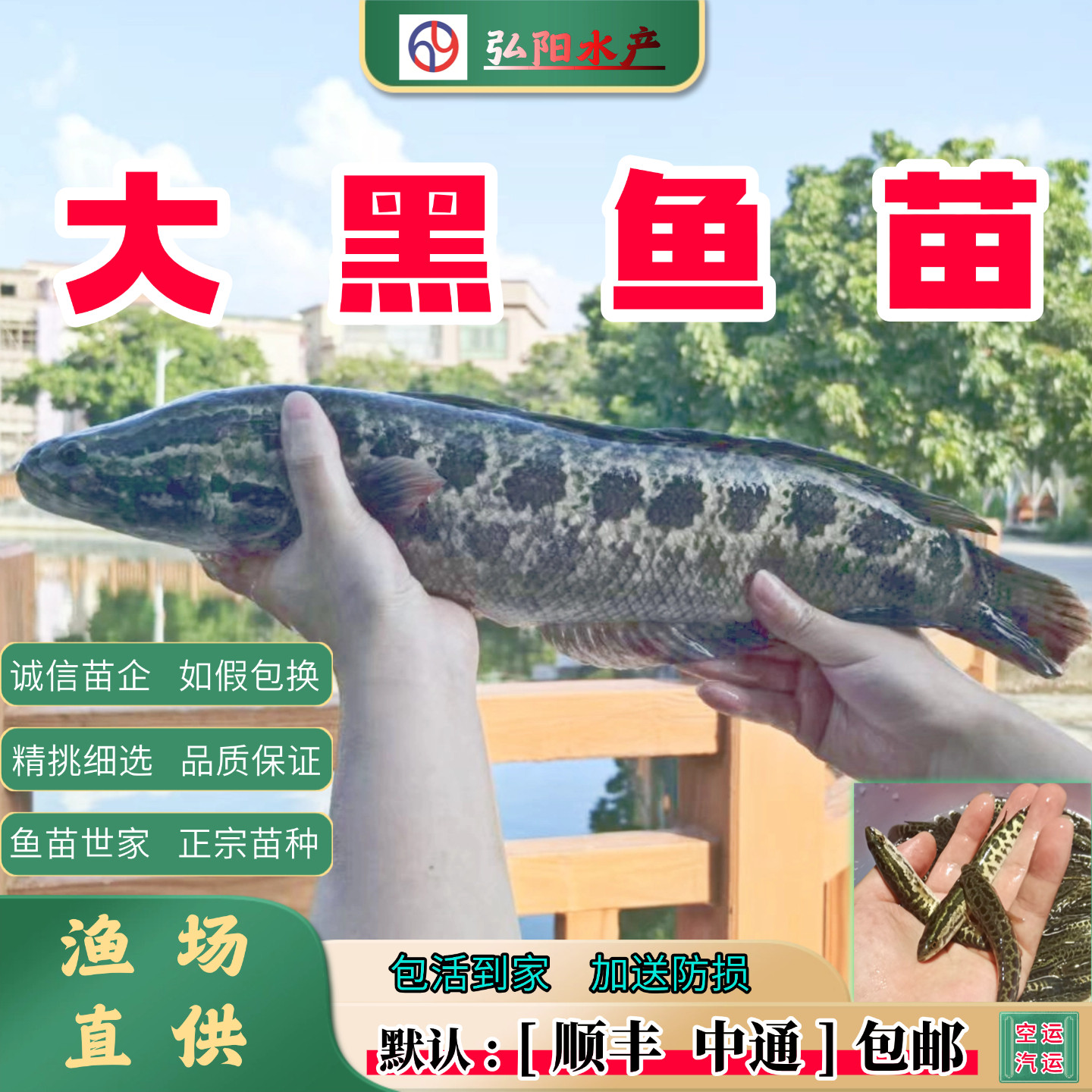 黑鱼苗 大黑鱼 生鱼 财鱼 蛇头鱼 乌鳢 乌鱼 淡水鱼苗 大量供应