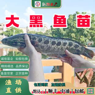 黑鱼苗 大黑鱼 生鱼 财鱼 蛇头鱼 乌鳢 乌鱼 淡水鱼苗 大量供应