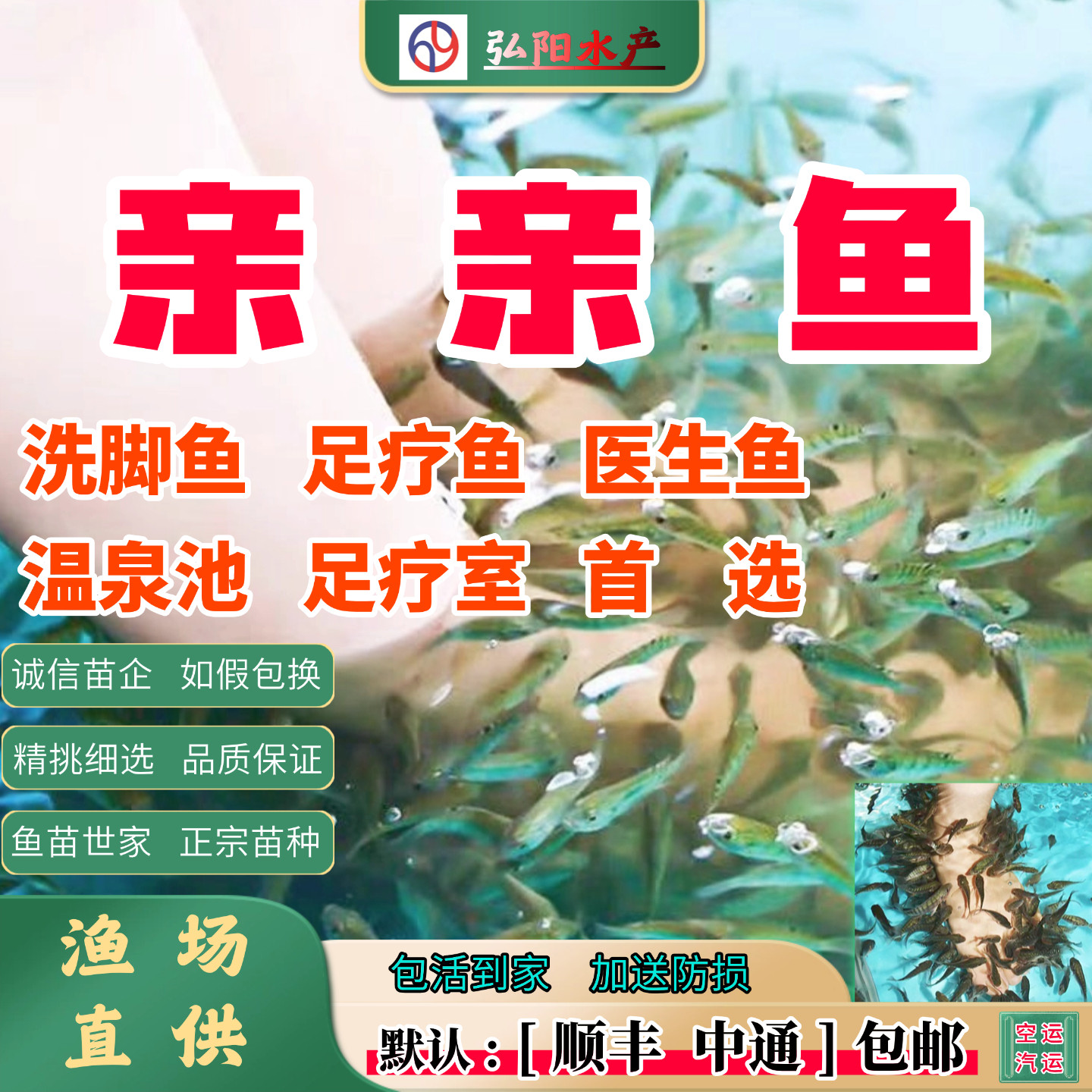 亲亲鱼 温泉足疗小鱼  按摩鱼 吃脚皮的鱼 土耳其亲亲鱼 温泉鱼