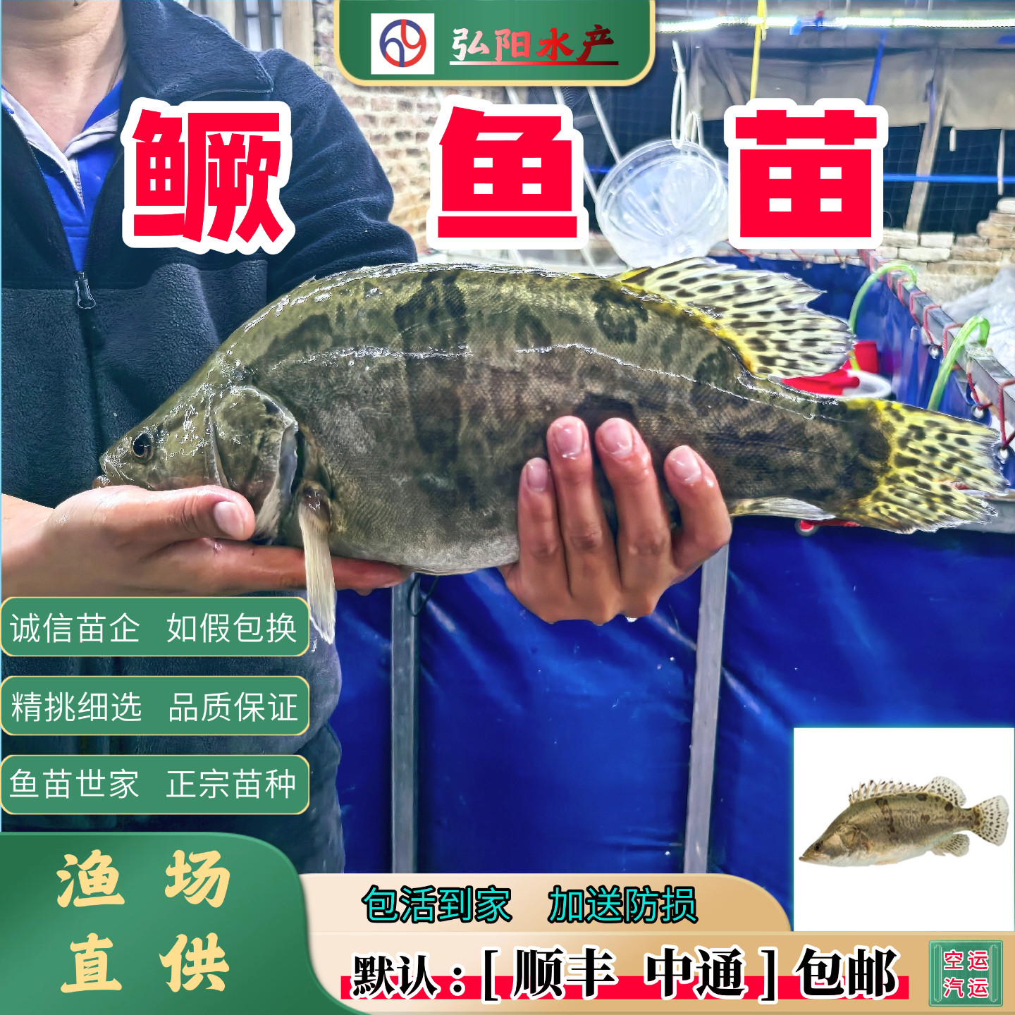 鳜鱼苗2-18厘米包活送损淡水