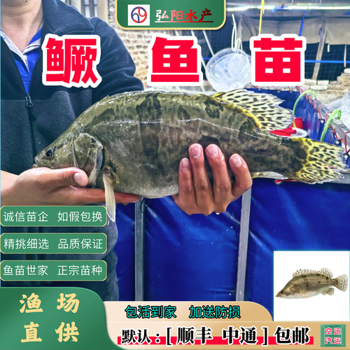 鳜鱼苗2-18厘米包活送损淡水