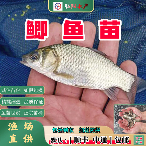 鲫鱼苗工程鲫湘云鲫2-10厘米