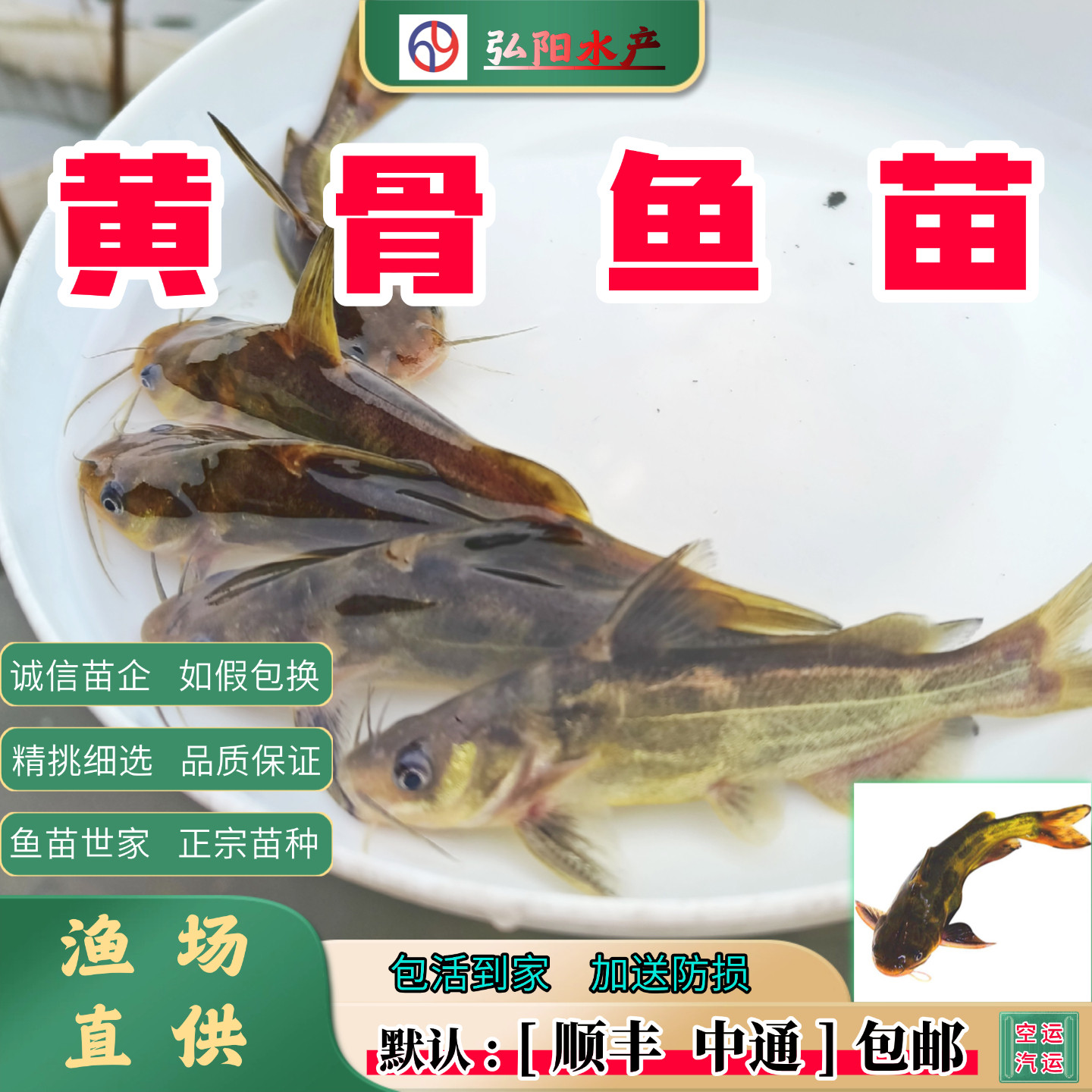 黄骨鱼 黄辣丁 昂刺鱼 黄颡 黄姑子 黄桑咯鱼观赏黄鸭叫淡水鱼苗