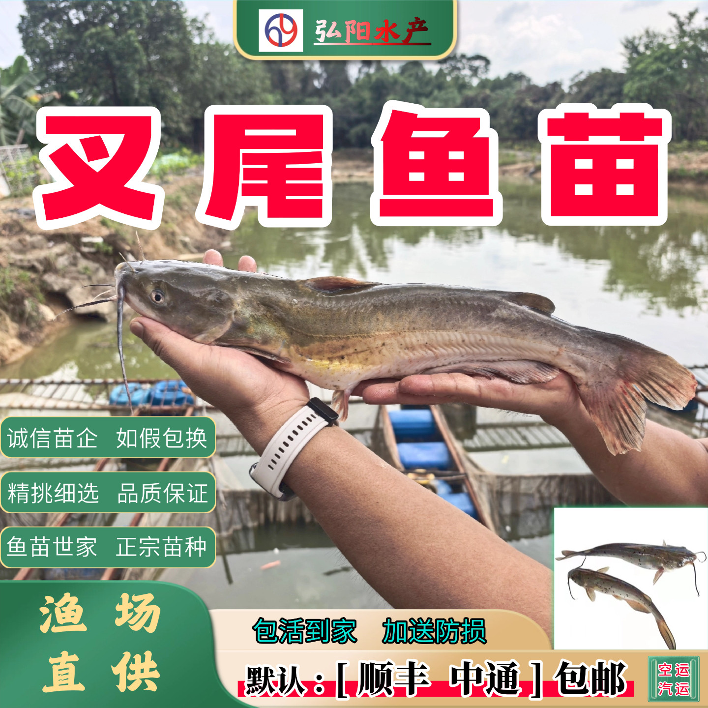 正宗叉尾鱼苗2-20厘米包活